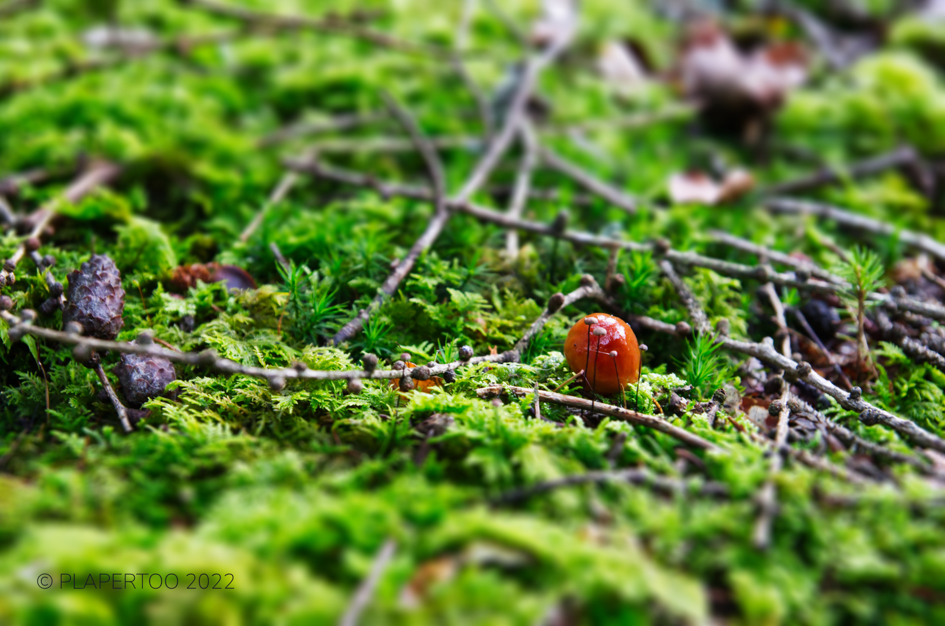 Miniatur Waldboden mit kleinen Pilzen